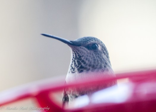 november-15-2016nature1126