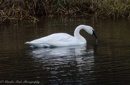 november-16-2016nature1145