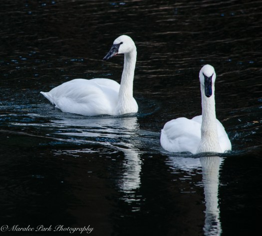 november-16-2016nature1188