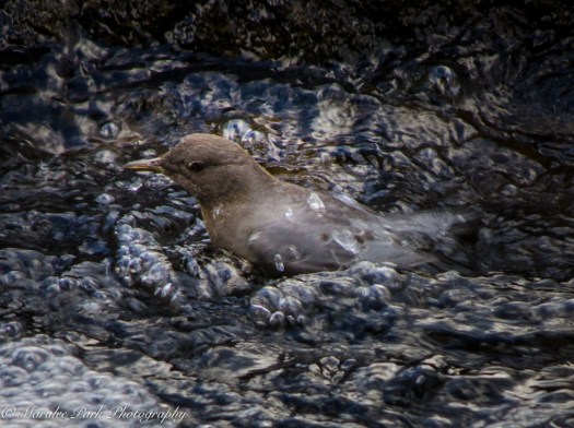 november-16-2016nature1215