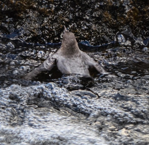 november-16-2016nature1222