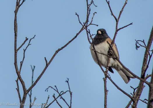 november-23-2016nature1307