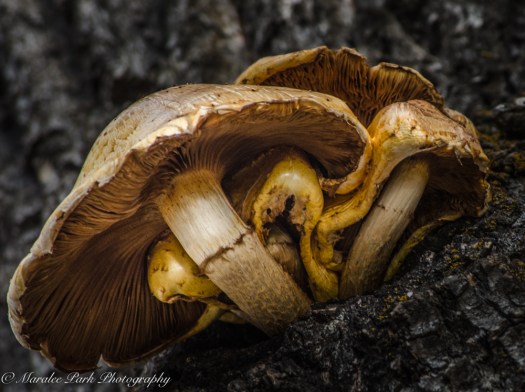 december-01-2016nature1400