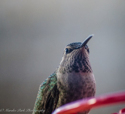 december-04-2016nature1454