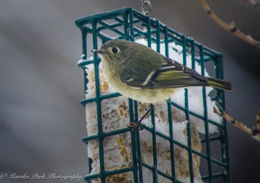 december-06-2016nature1531