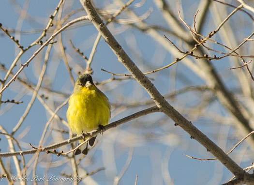 december-06-2016nature1652