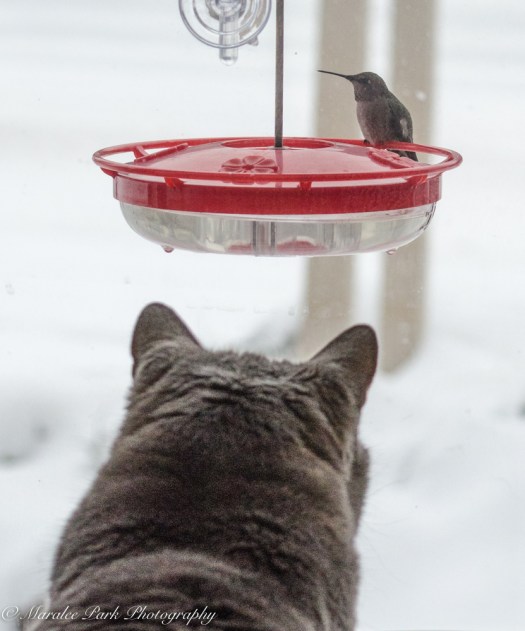 december-07-2016nature1760