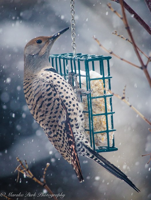 december-07-2016nature1867