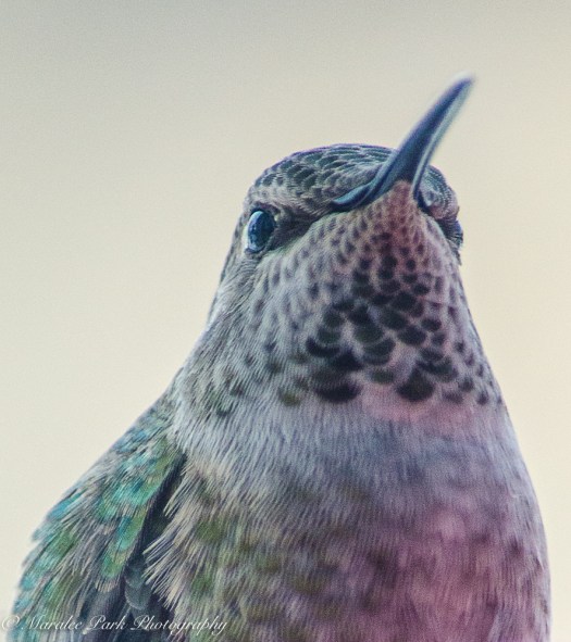 december-09-2016nature1918