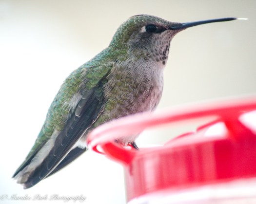 december-09-2016nature1938