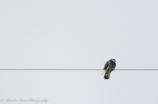 december-13-2016nature1995