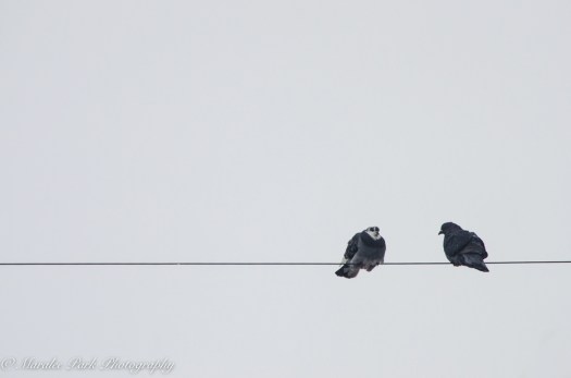 december-13-2016nature2001