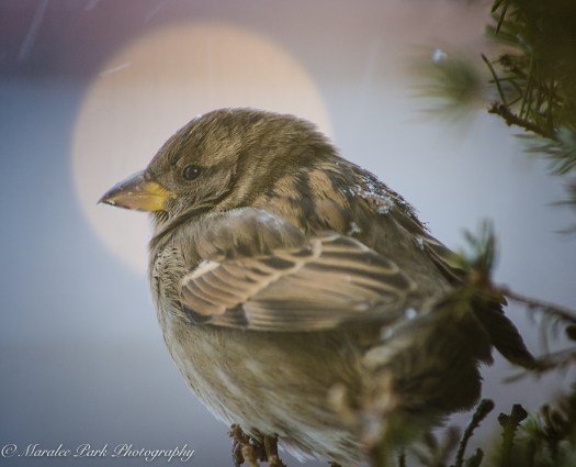 december-14-2016nature2008