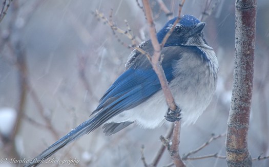 december-14-2016nature2013