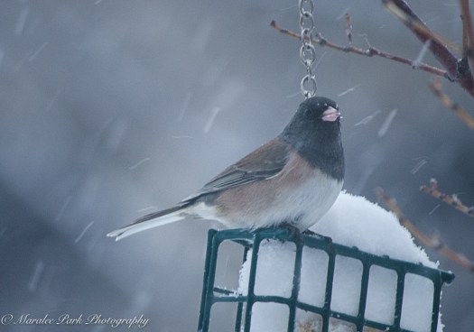 december-14-2016nature2019