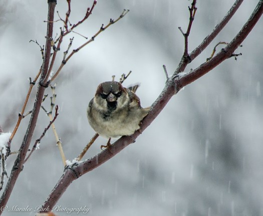 december-14-2016nature2056