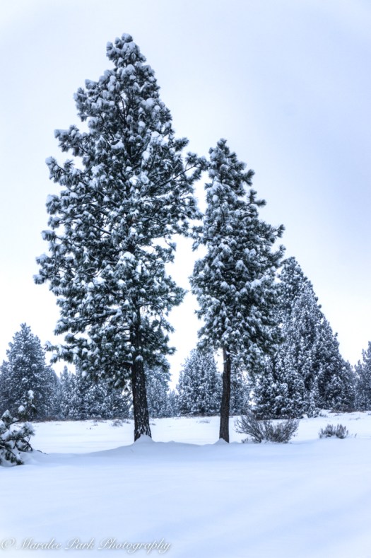 december-15-2016nature2424_5_6