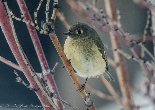 december-17-2016nature2538