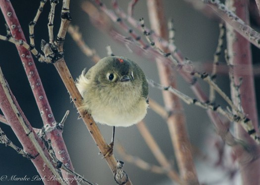 december-17-2016nature2544