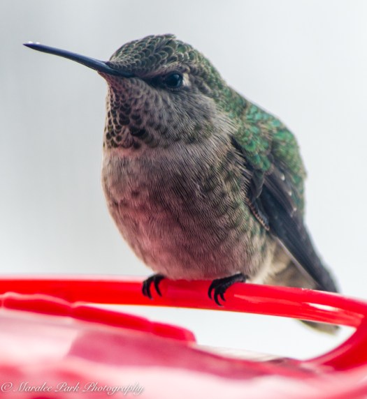 december-19-2016nature2560