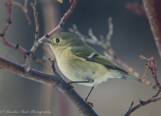 december-20-2016nature2584