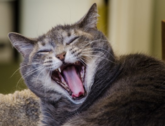 december-20-2016nature2594