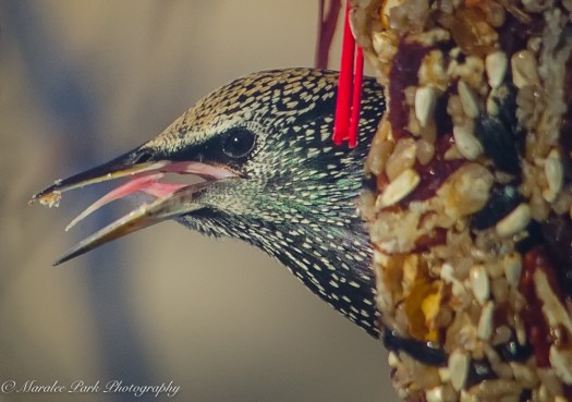 december-21-2016nature2602-2