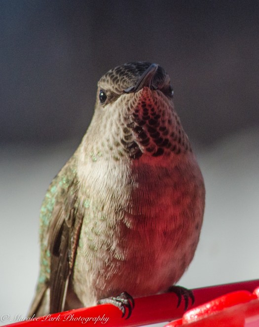 december-21-2016nature2608