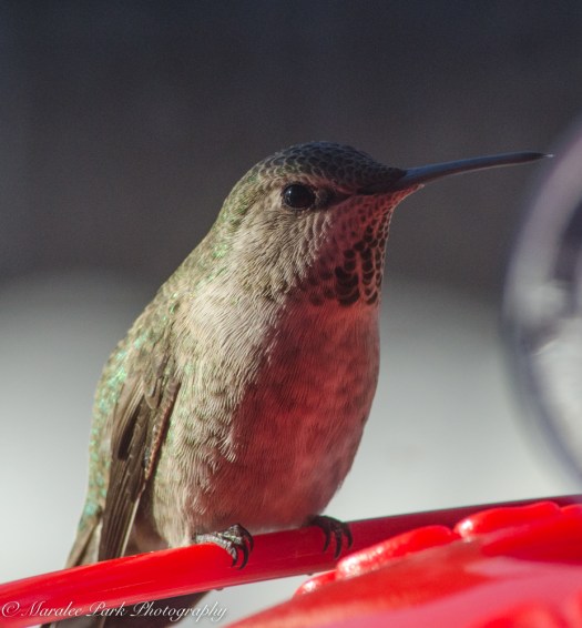 december-21-2016nature2610