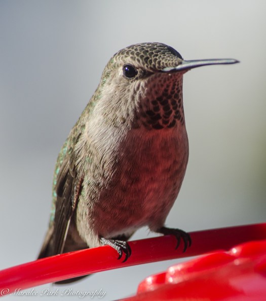 december-21-2016nature2626