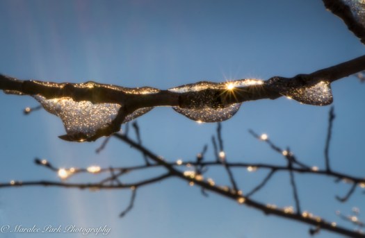 december-24-2016nature2657