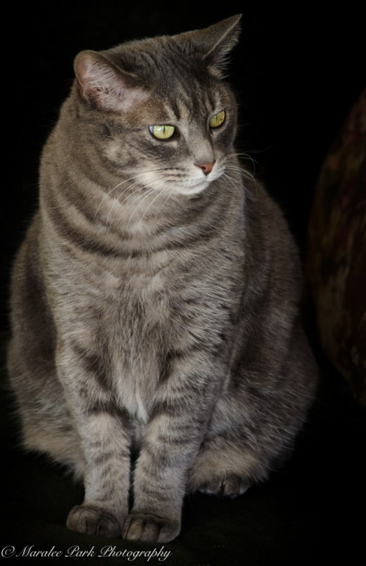 november-22-2016nature1249