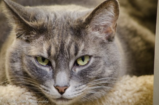 november-22-2016nature1254