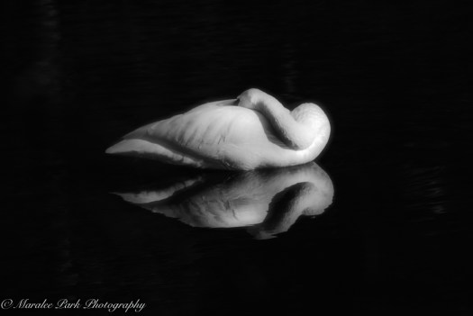 november-30-2016nature1364