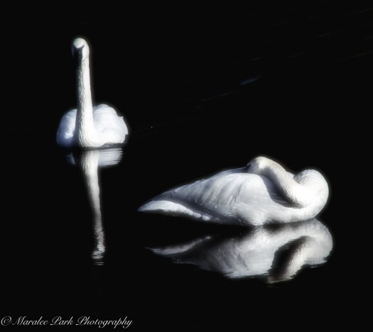 november-30-2016nature1370