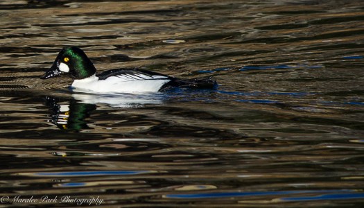 december-31-2016nature2714