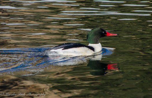 december-31-2016nature2720