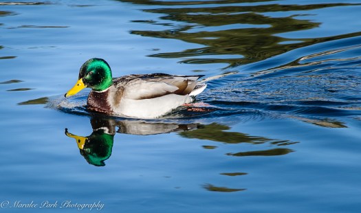 december-31-2016nature2727