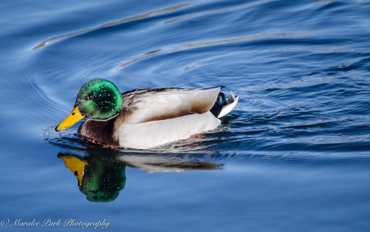 december-31-2016nature2735