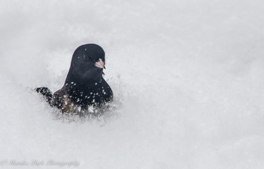 january-03-2017nature2750