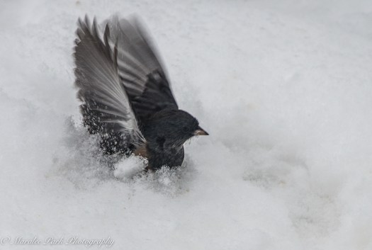 january-03-2017nature2769