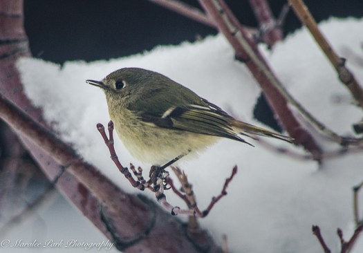 january-03-2017nature2773