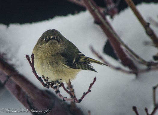 january-03-2017nature2784