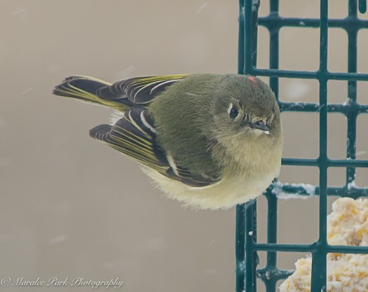 january-03-2017nature2789