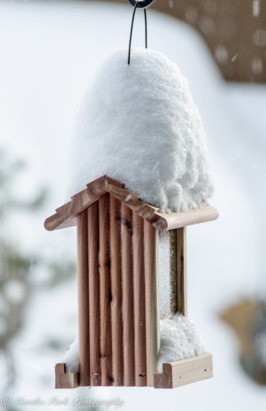 january-04-2017nature2811