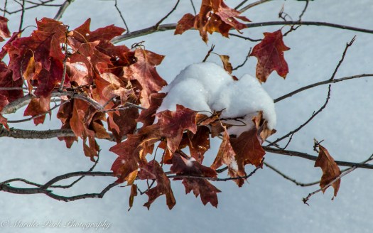 january-04-2017nature2814