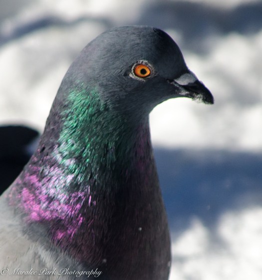 january-06-2017nature2872