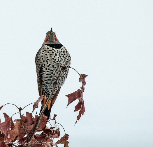 january-07-2017nature2922