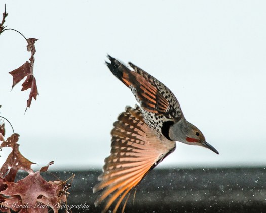 january-07-2017nature2965