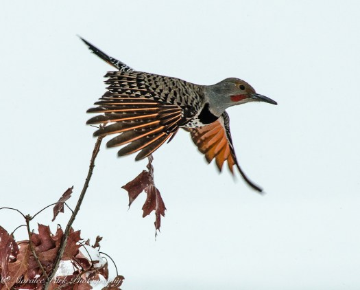 january-07-2017nature2966